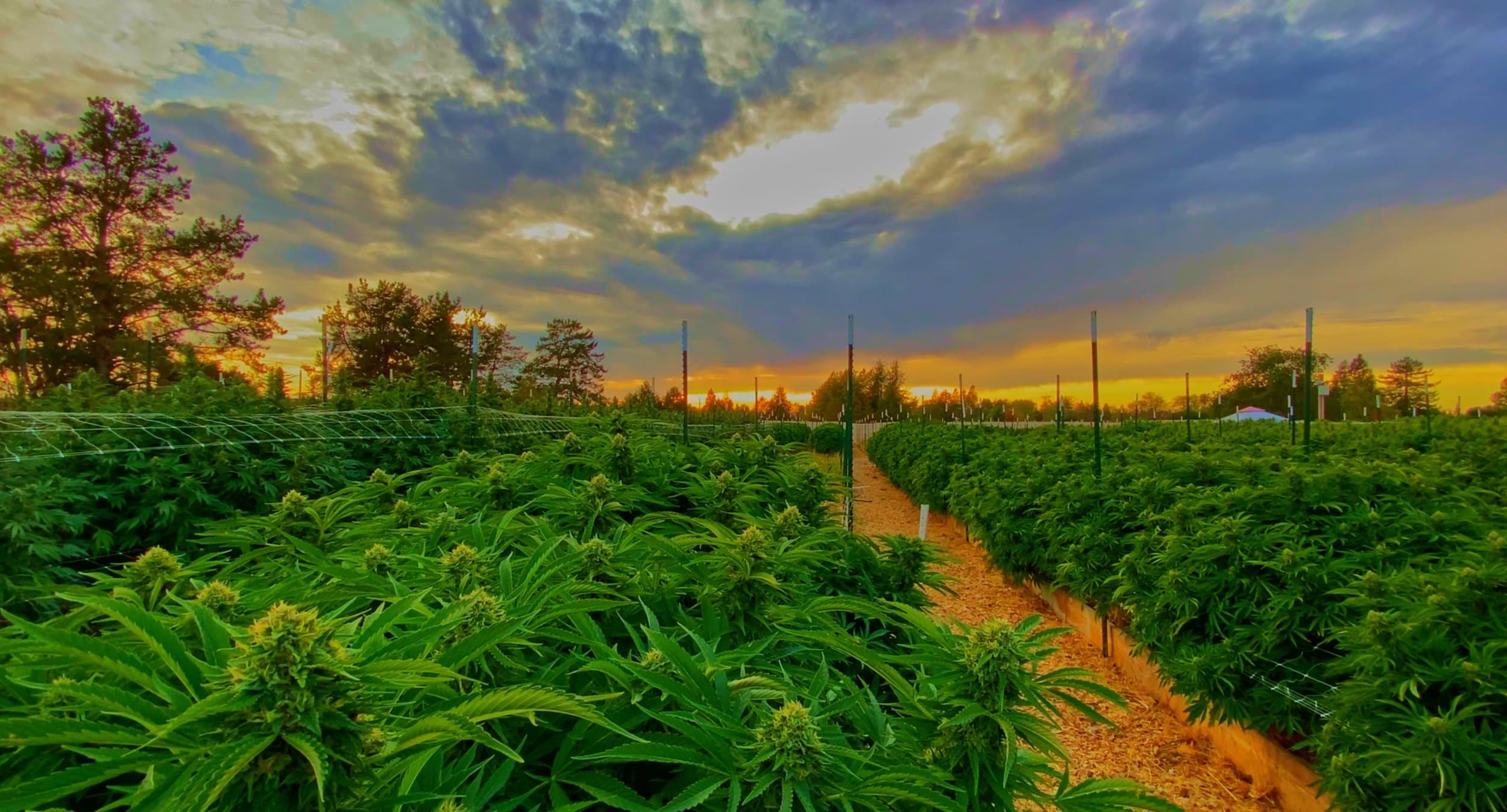 Cannabis Farm - Buy THCA with Crypto